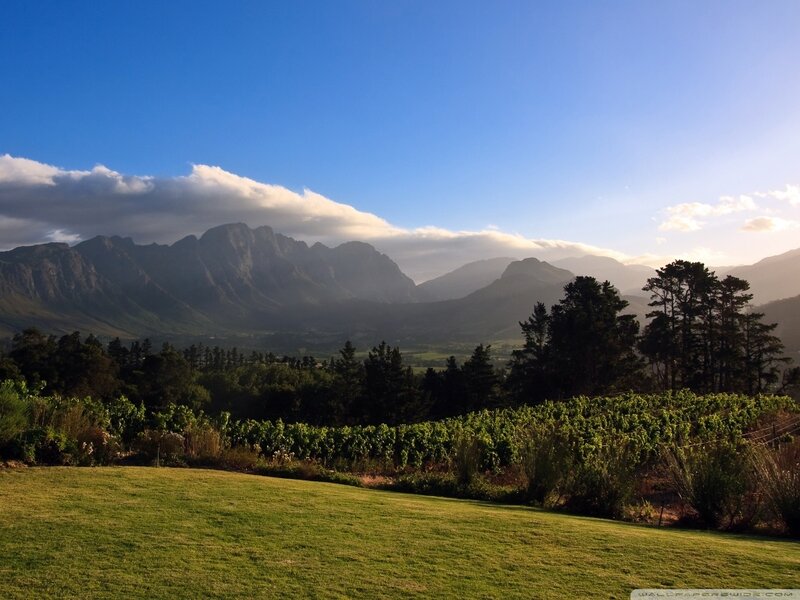 Vineyard with Mountains