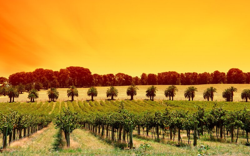 Vineyard with Palm Trees