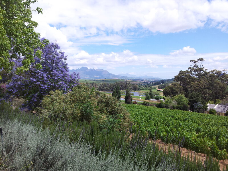 Vineyard with Purple Trees
