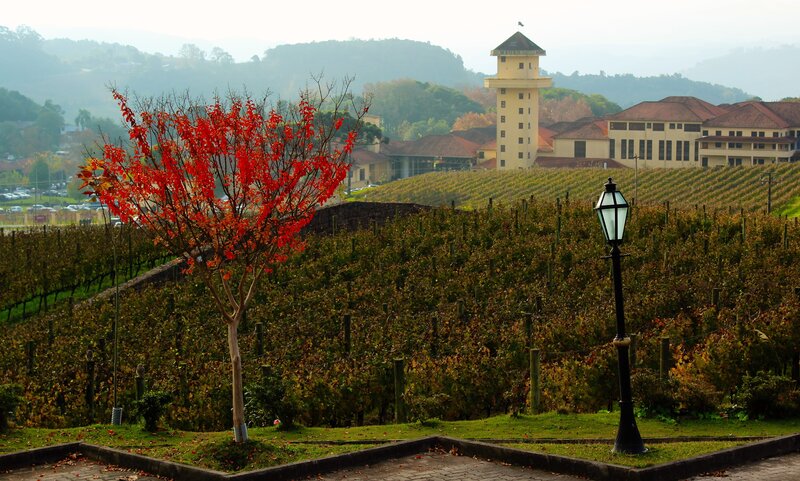 Vineyard with red tree and tower