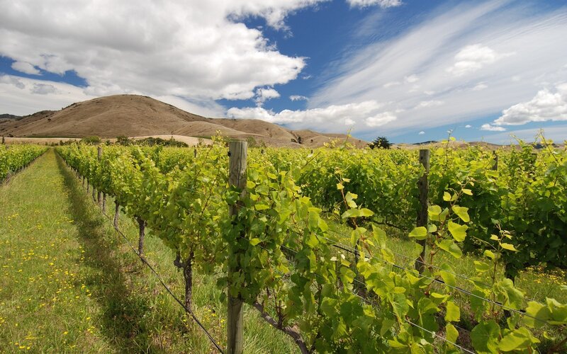 Vineyard with rolling hills