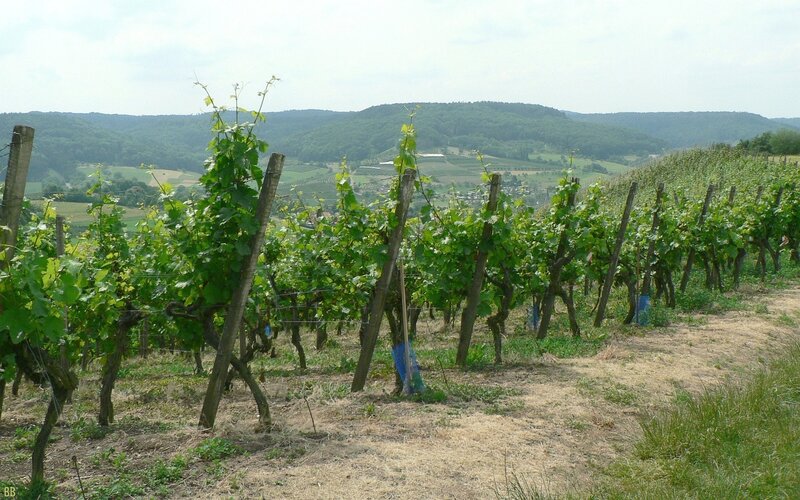 vineyard with rolling hills
