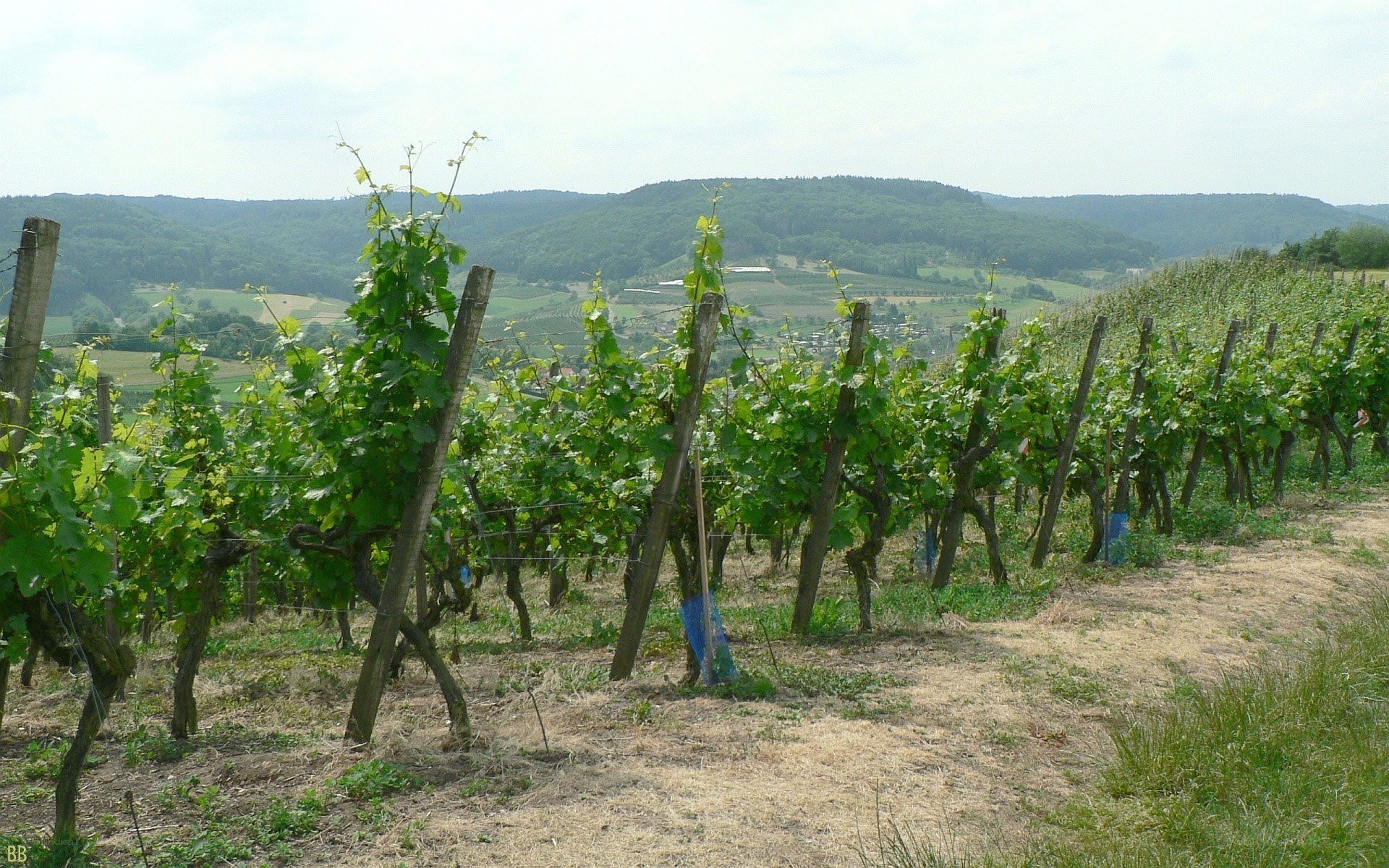 vineyard with rolling hills