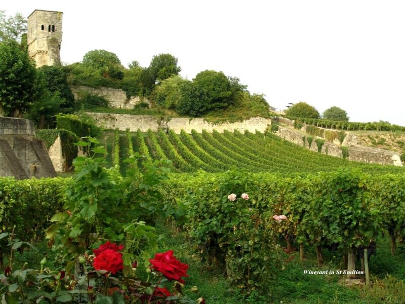 Vineyard with Rose Bushes