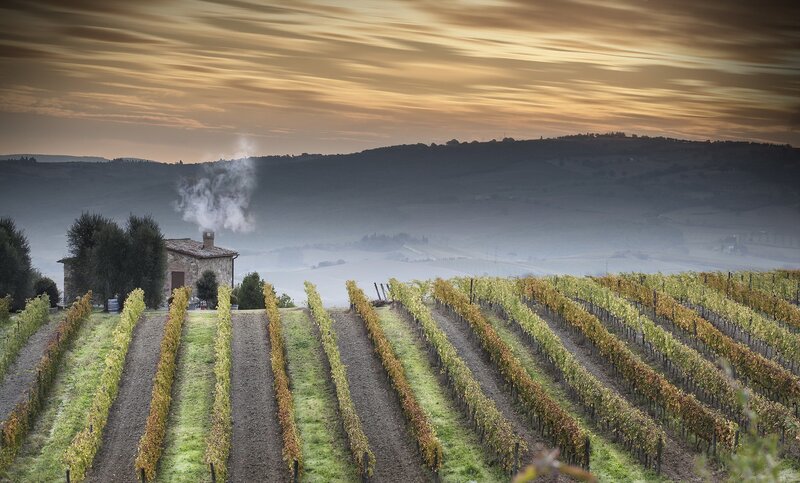 Vineyard with Stone House — Yellow, Serene, Sunset, Photograph