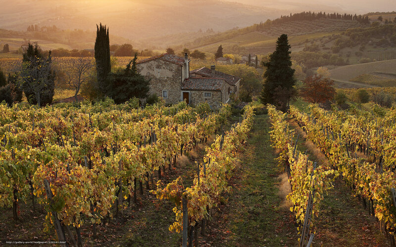 Vineyard with Stone House — Yellow, Serene, Sunset