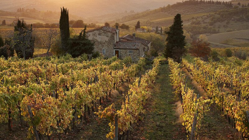 Vineyard with Stone House — Yellow, Serene