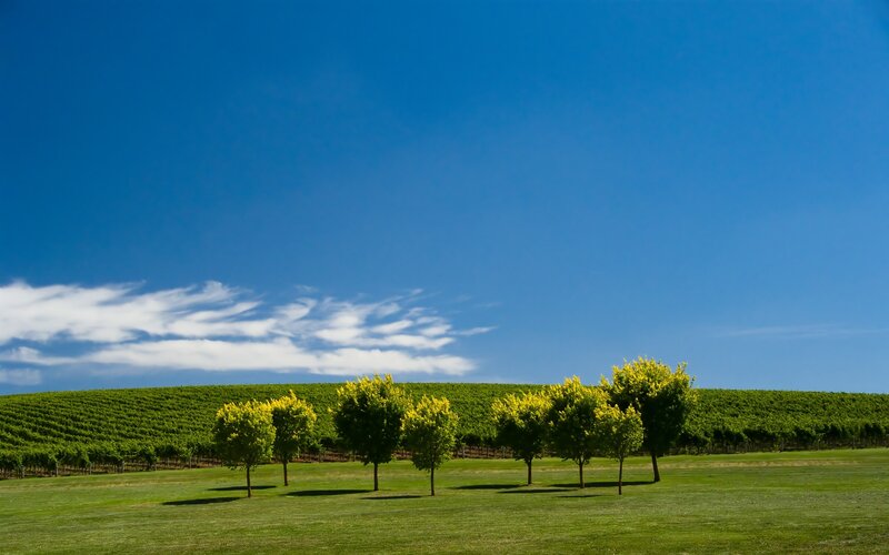 Vineyard with Trees — Blue, Serene, Afternoon, Photograph, Grapevines, Sky, Clouds