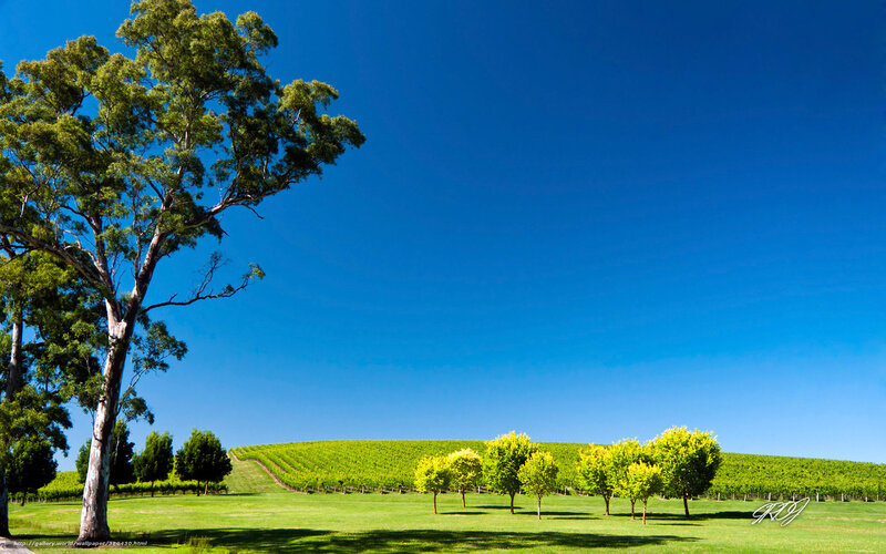 Vineyard with Trees — Blue, Serene