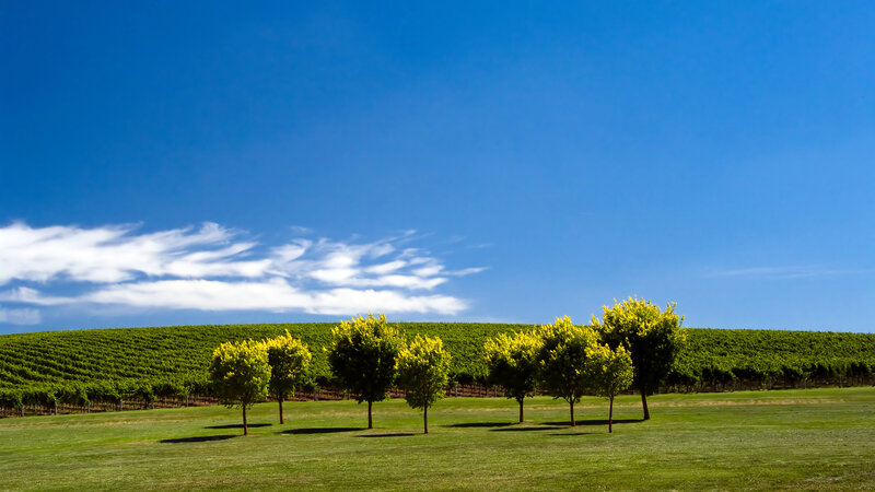 Vineyard with Trees — Blue