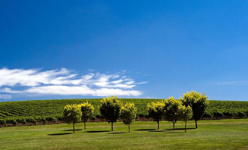 Vineyard with Trees