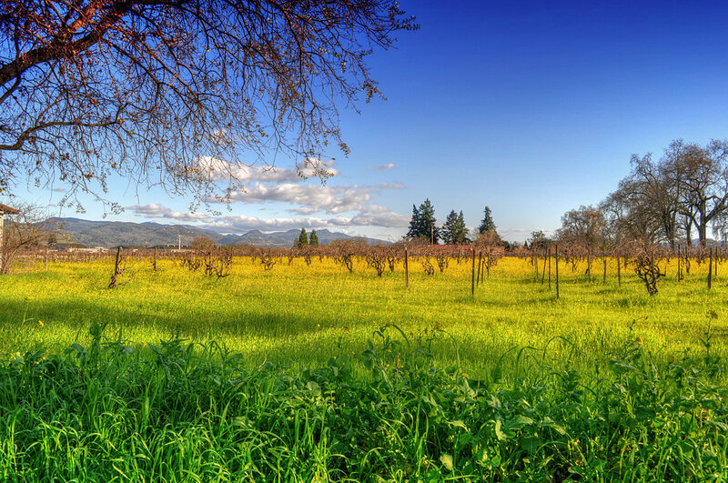Vineyard with Wildflowers