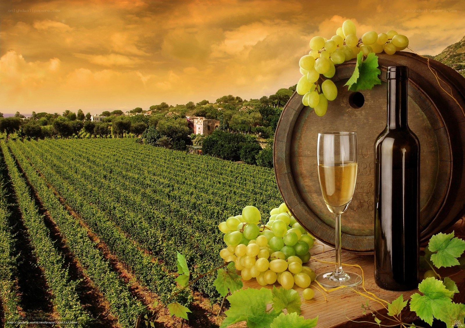 vineyard with wine and grapes