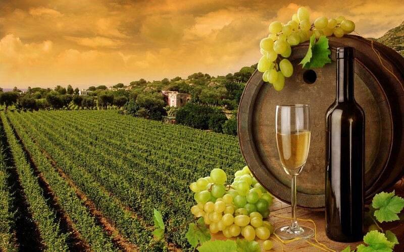 vineyard with wine barrel