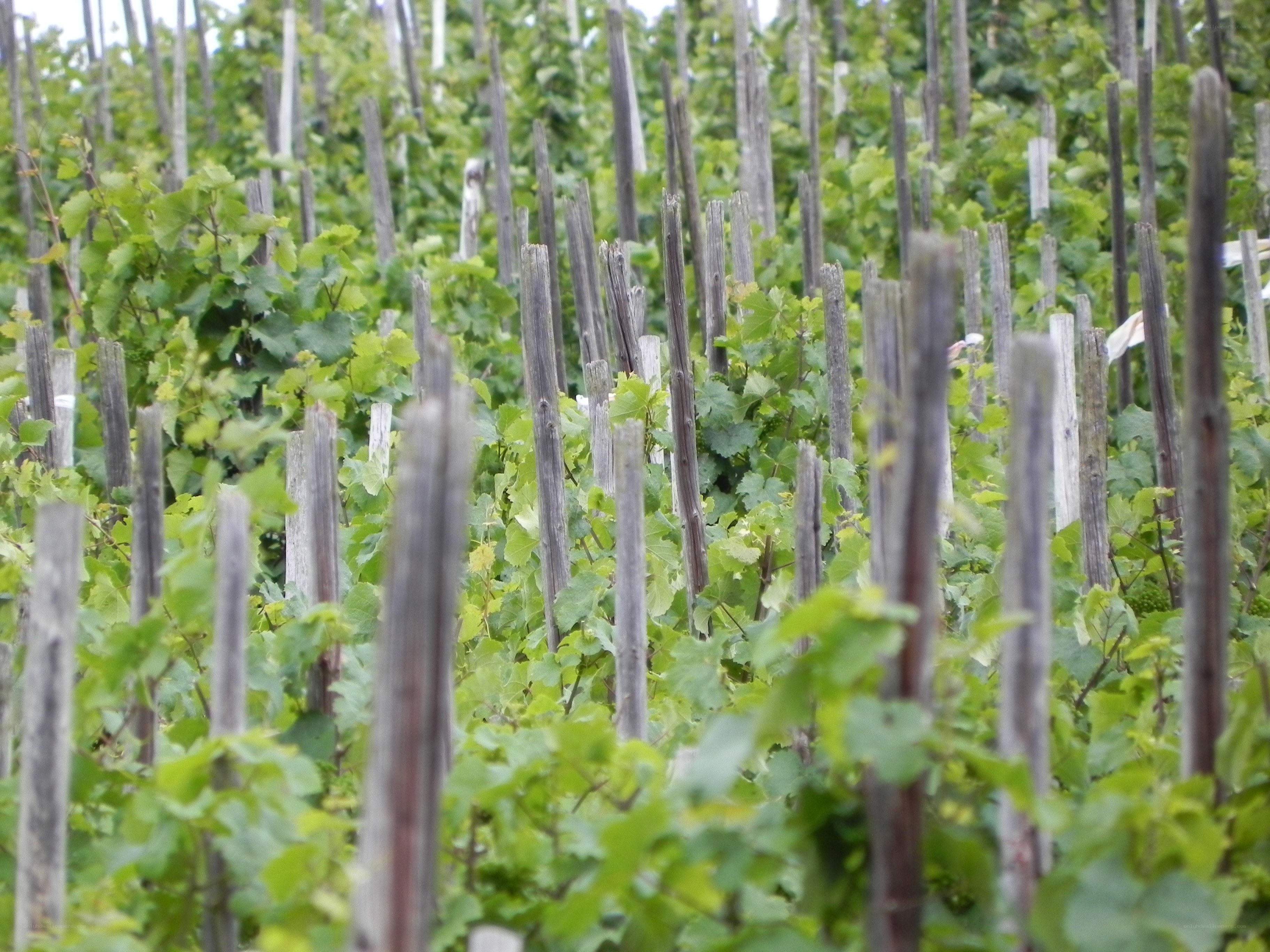 vineyard with wooden stakes