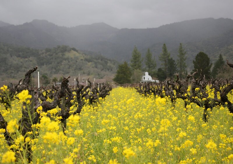 Vineyard with Yellow Flowers — Serene, Spring