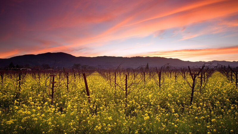 Vineyard with Yellow Flowers — Serene, Sunset