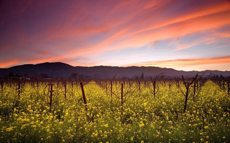 Vineyard with Yellow Flowers — Serene