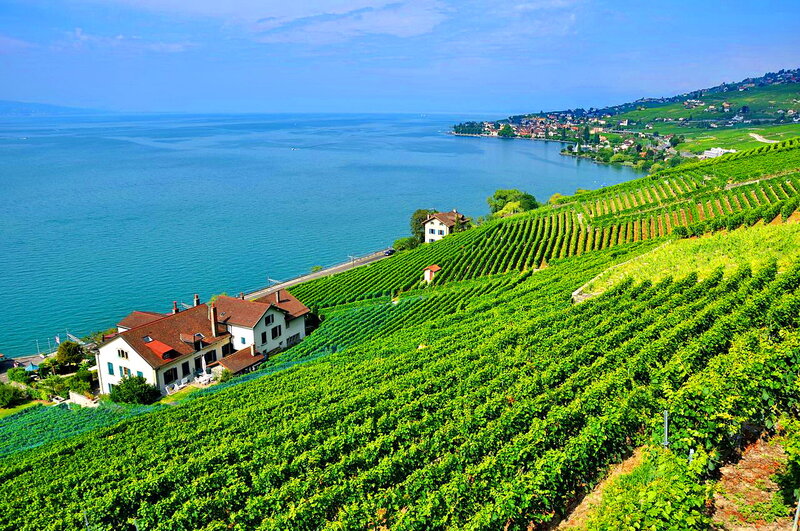 Vineyards Along Lake Shore