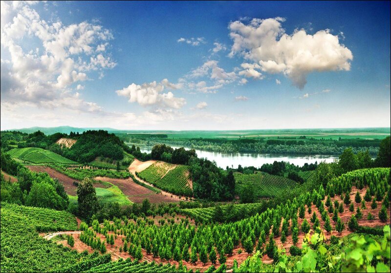 Vineyards Along River