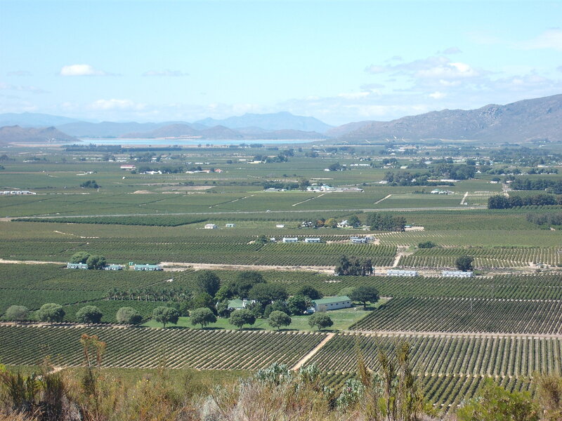 vineyards and mountains landscape