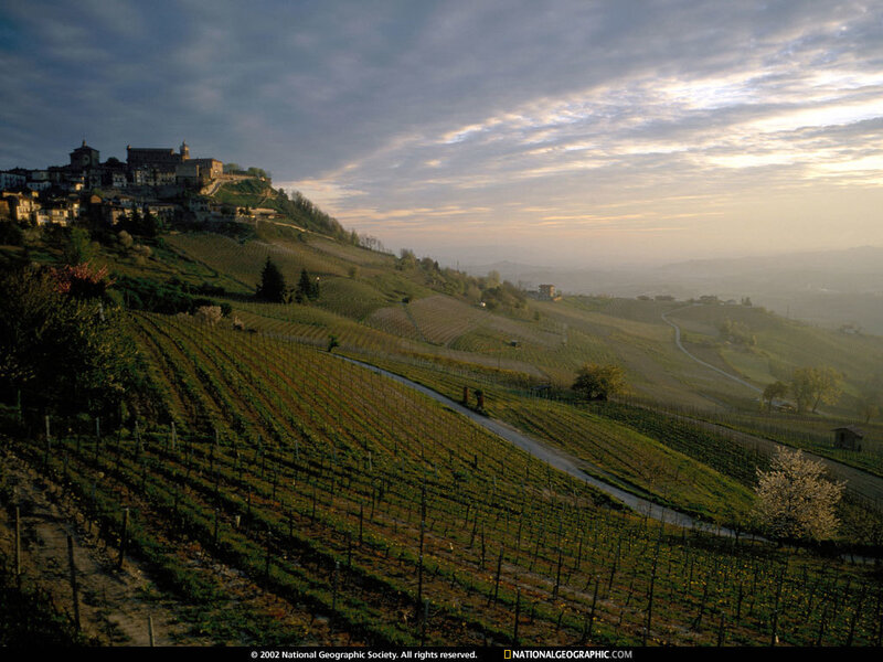 Vineyards at dawn in Italy