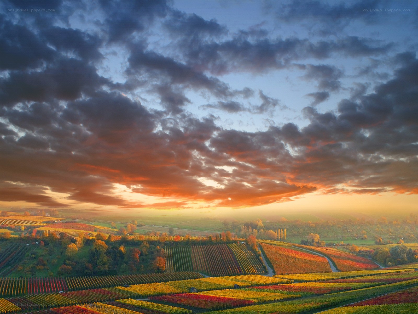 Vineyards at sunset