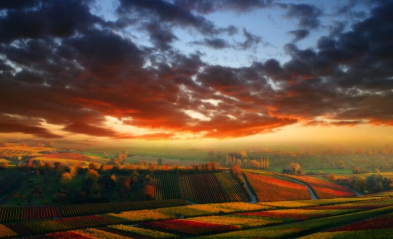 Vineyards at Sunset — Orange, Dramatic, Photograph