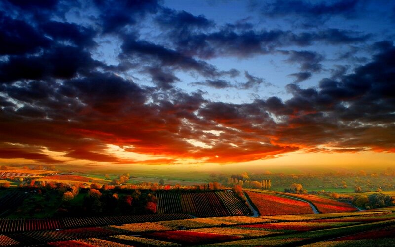 Vineyards at Sunset — Orange