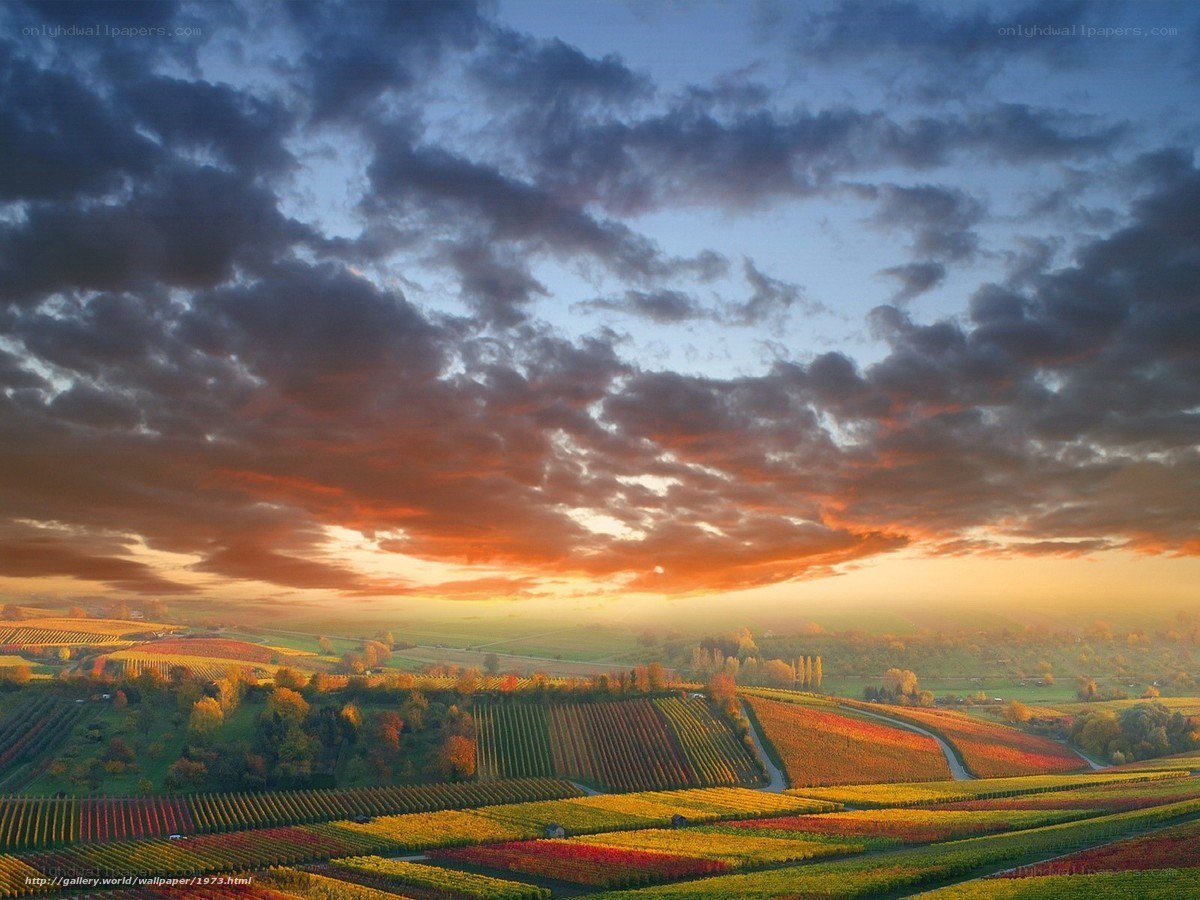 Vineyards at sunset