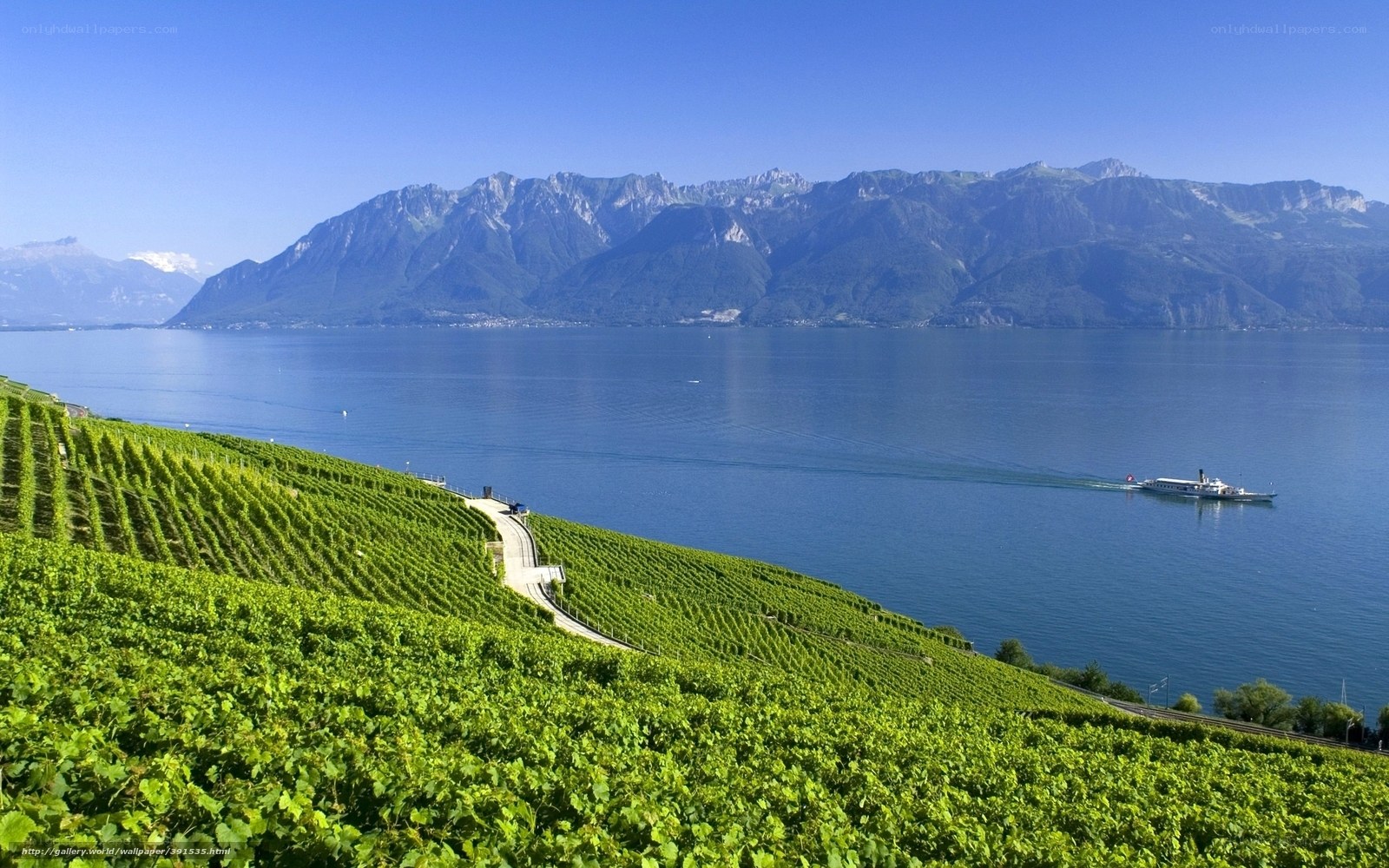vineyards by a lake with mountains