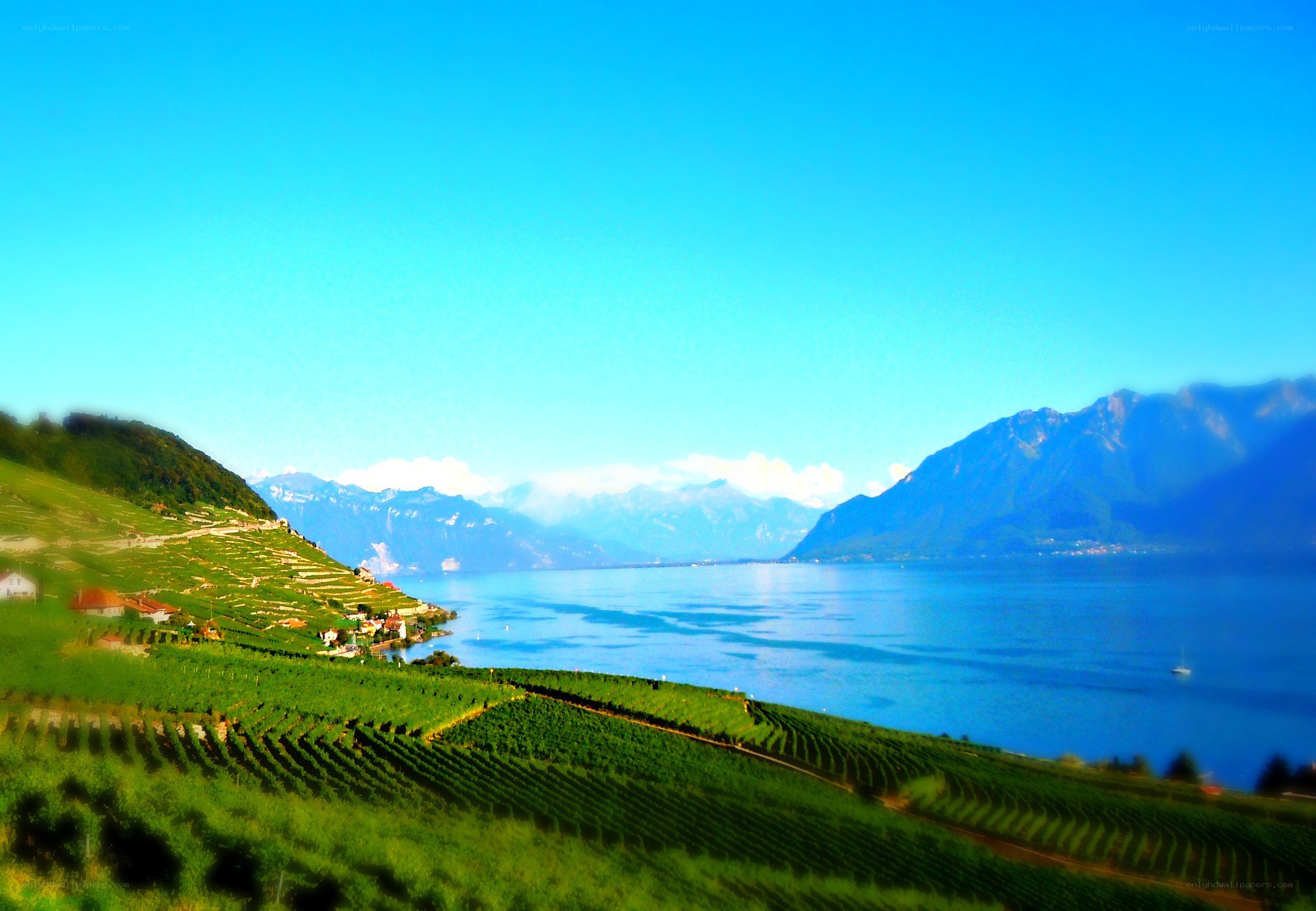 vineyards by a lake