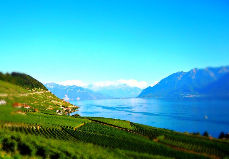 Vineyards by Lake — Blue
