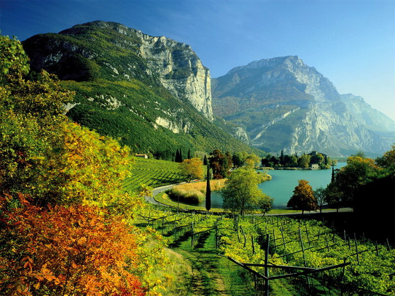 Vineyards by Lake — Green