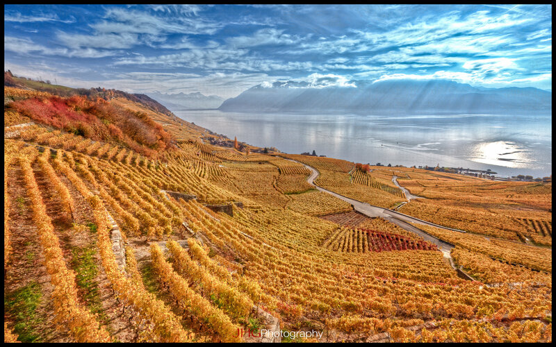 Vineyards by Lake