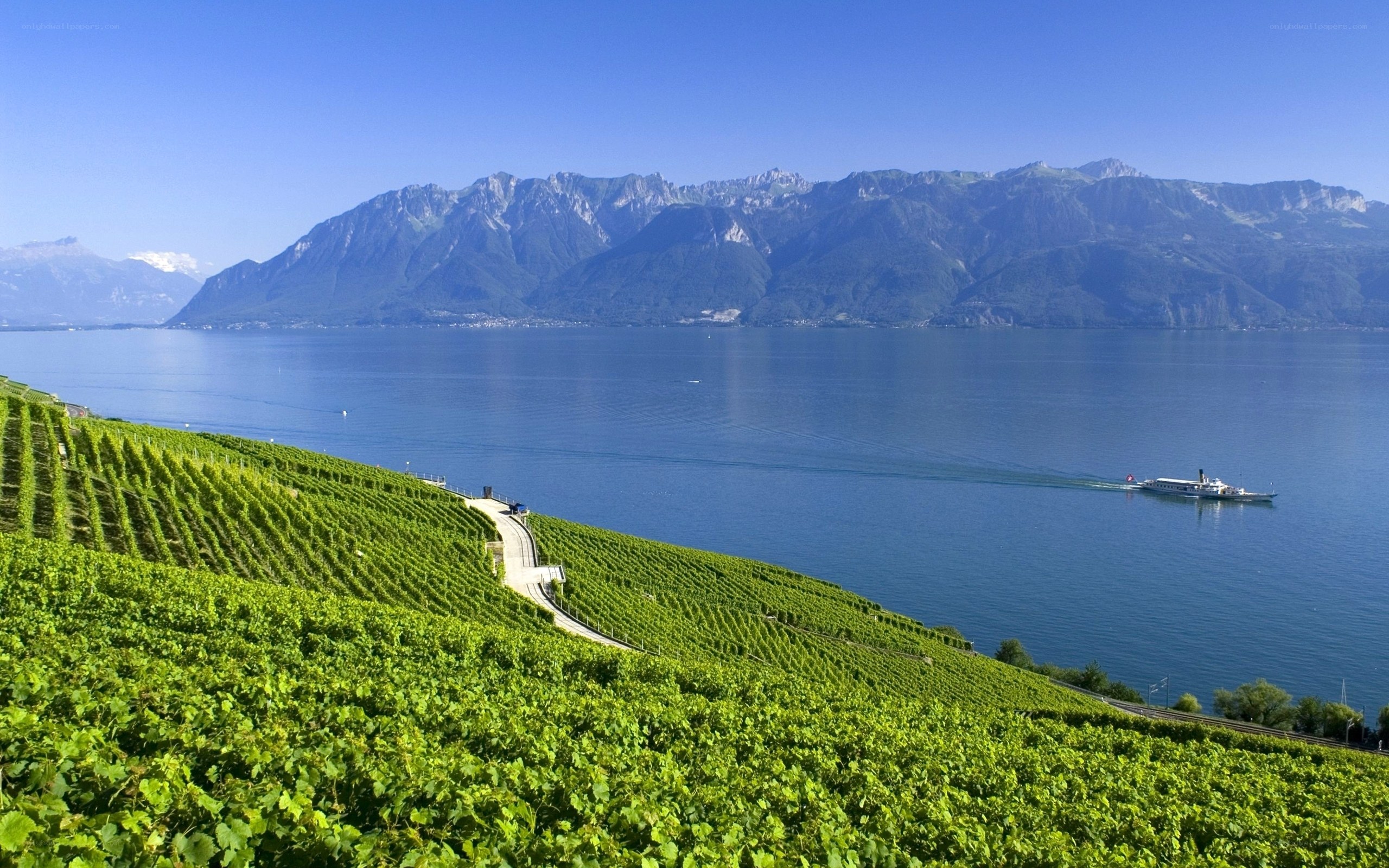 vineyards by lake with mountains