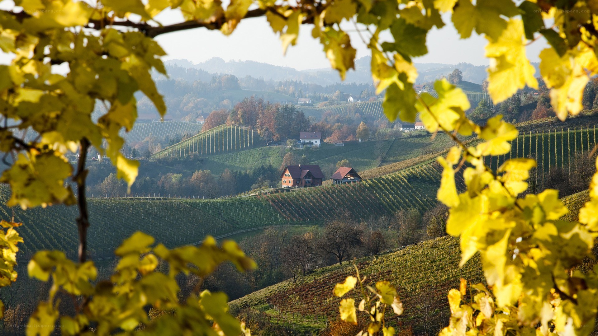 Vineyards in autumn landscape