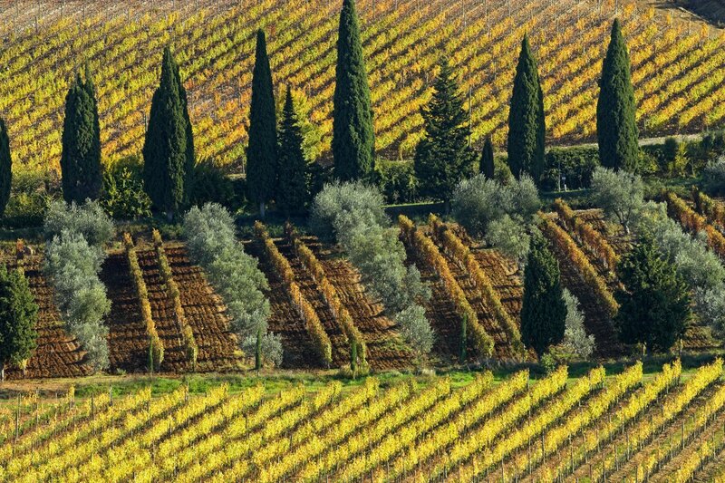 Vineyards in Autumn — Yellow