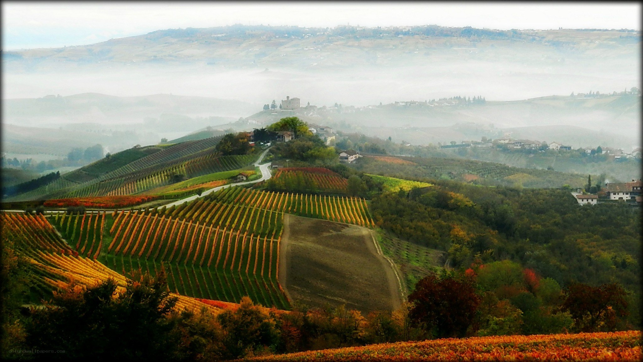 Vineyards in the mist