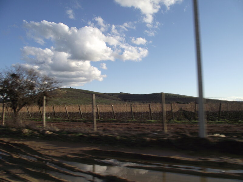 Vineyards on a Hill