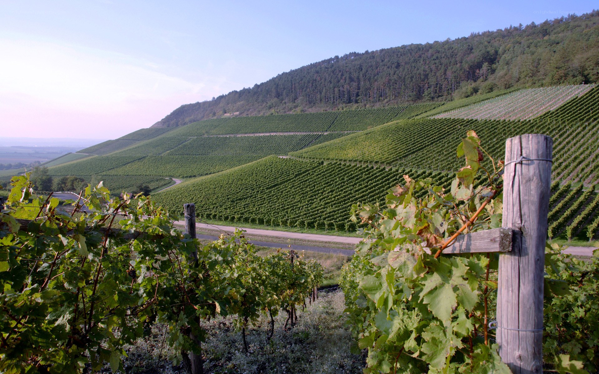 vineyards on a hillside