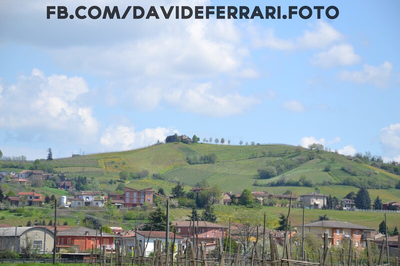Vineyards on a hillside