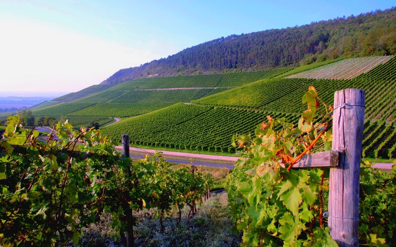 vineyards on a hillside