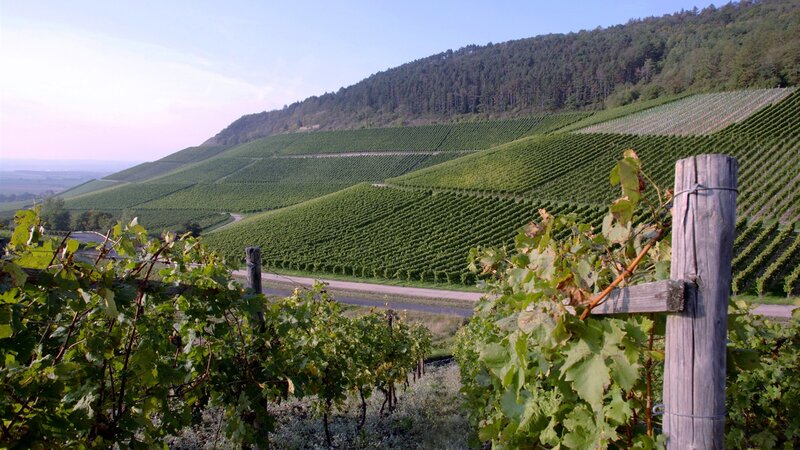 Vineyards on a Hillside — Green, Serene