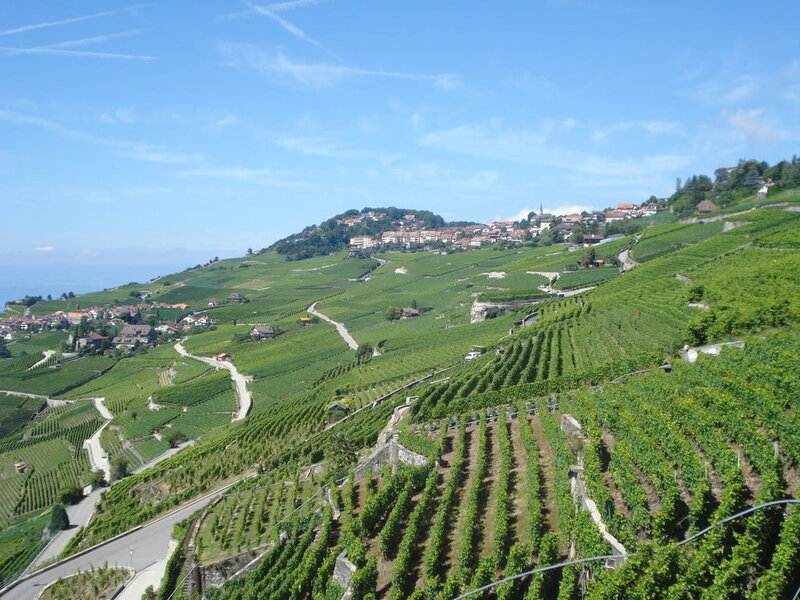 Vineyards on a Hillside — Green