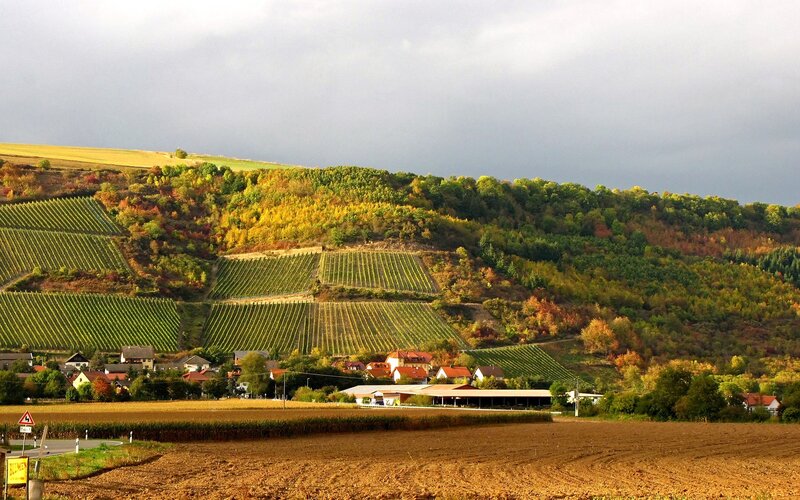 Vineyards on a hillside in autumn