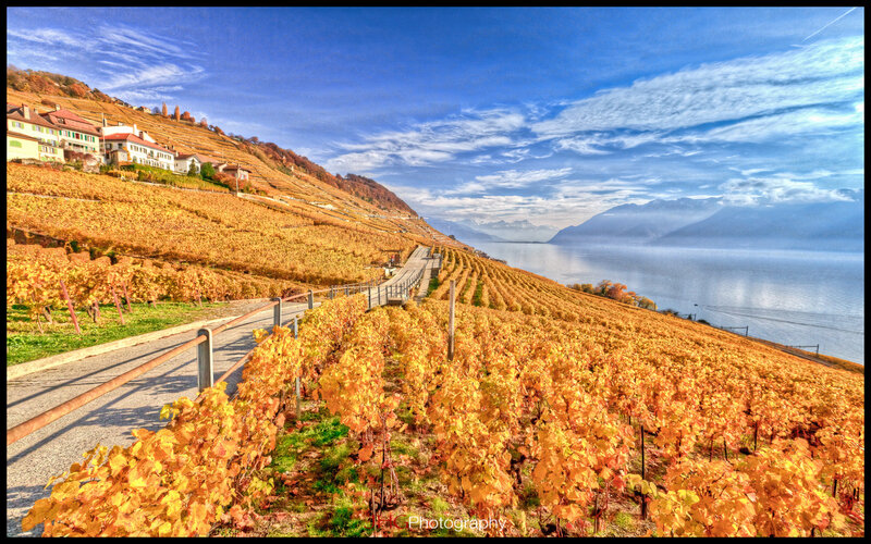 Vineyards on a Hillside — Yellow