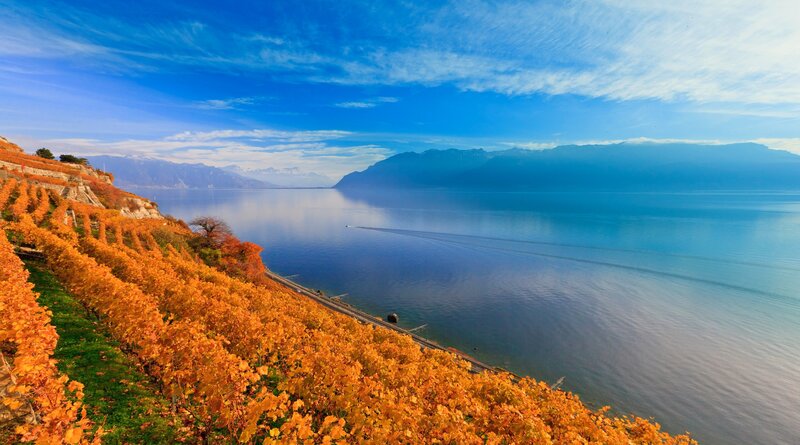 Vineyards on a Lakeside