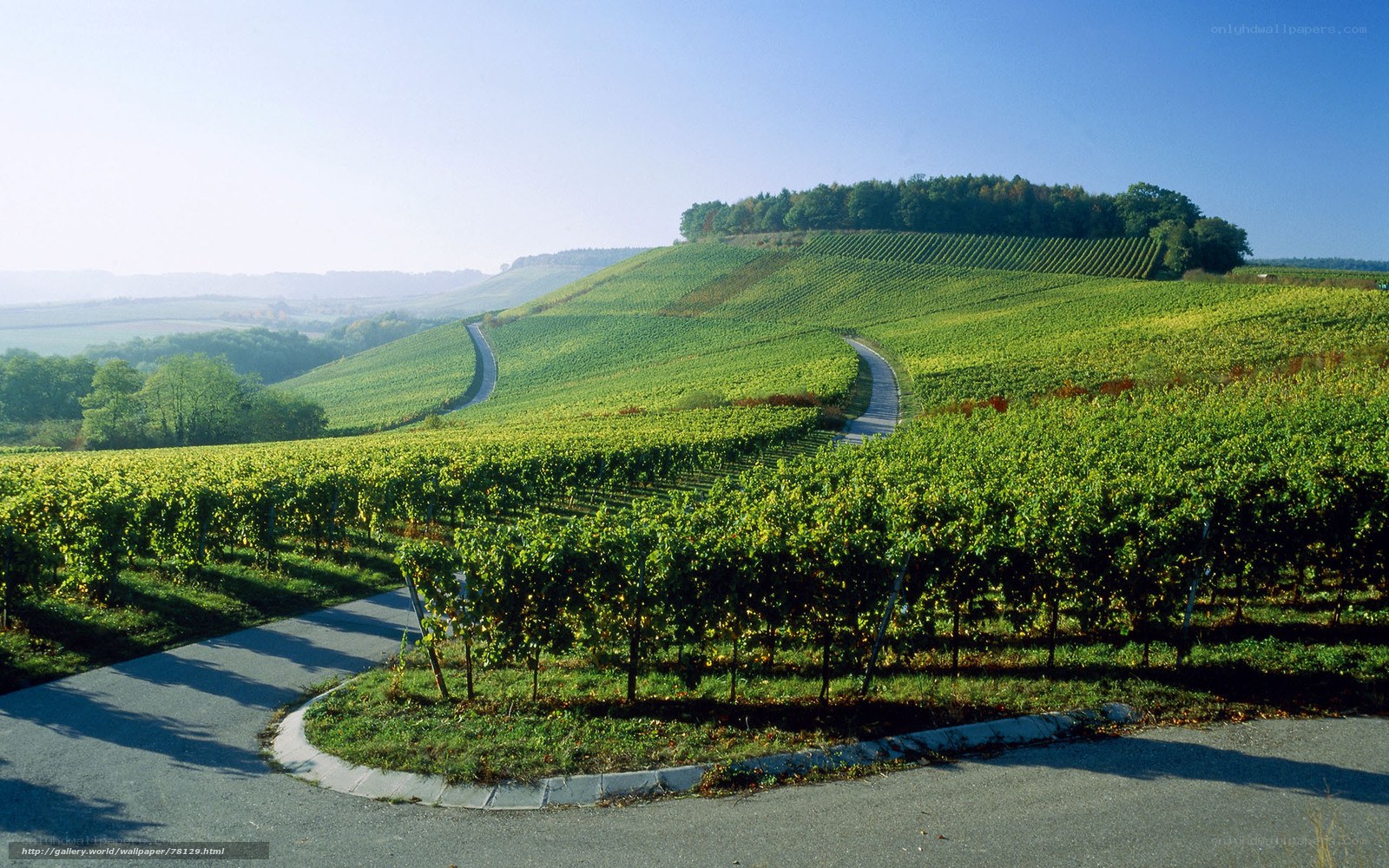 Vineyards on a sunny hillside