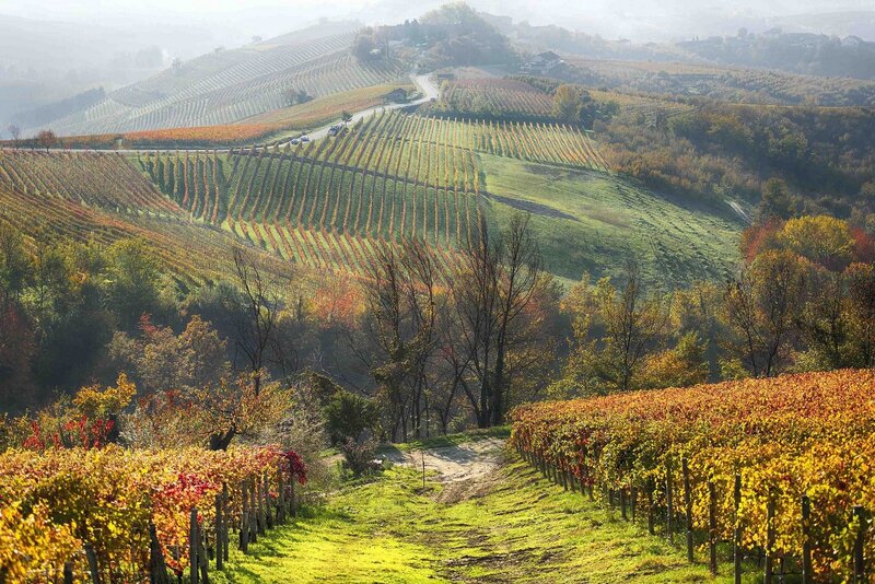 Vineyards on Hillsides — Green, Serene, Autumn
